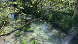 Waldbächlein 2.7.2022