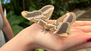 Mariposario del Drago