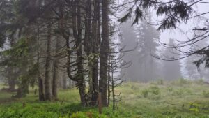 Mystischer Schwarzwald