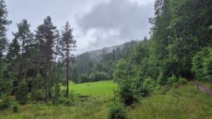 Wald