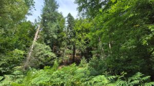 Wald