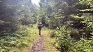 Nadelwälder