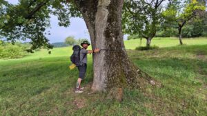 Dicker Baum