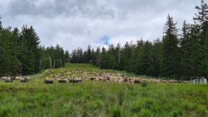 Scharfe und Ziegen am Skihang