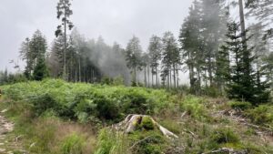 Nebelwald