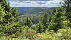 Wildsee