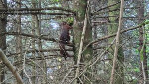 Eichhörnchen