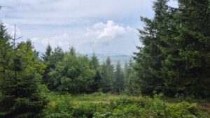 Wald