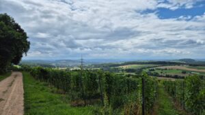 Weinberge