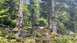 Wald