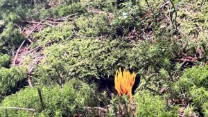 Pilz Ziegenbart