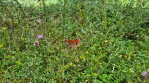 Schmetterlinge
