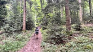 Tannenwald