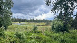 Hochmoor