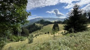 Wald