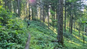 Waldpfad