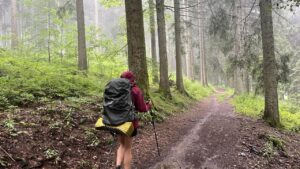 Fichtenwald