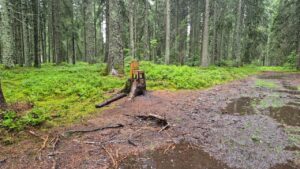 Ein Stuhl im Wald
