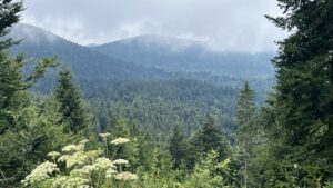 Schwarzwald