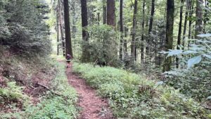 Waldweg