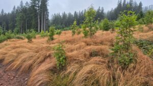 Gras