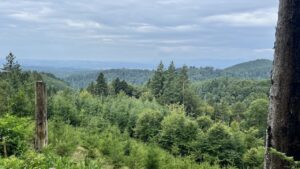 Dichter Wald