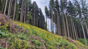 Hohe Tannen